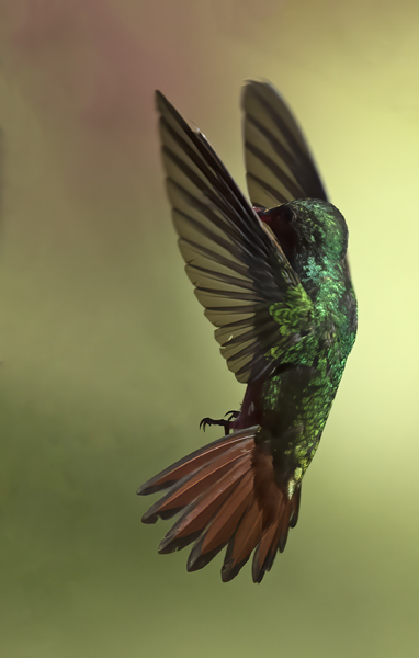 Rufous-tailed_Hummingbird_18_Costa_Rica_011