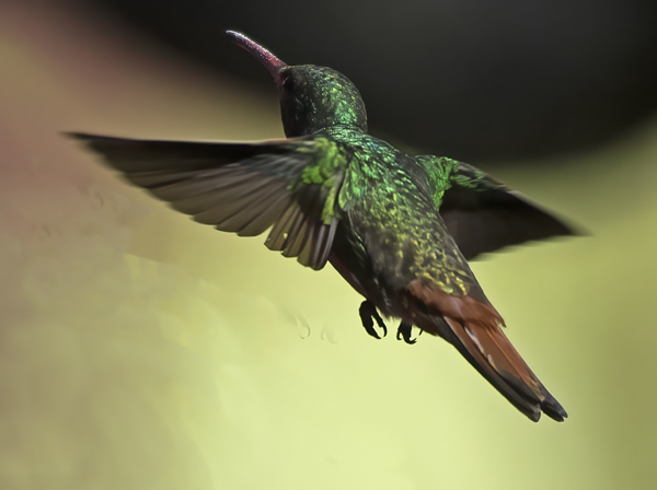 Rufous-tailed_Hummingbird_18_Costa_Rica_012