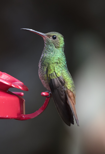 Rufous-tailed_Hummingbird_18_Costa_Rica_037
