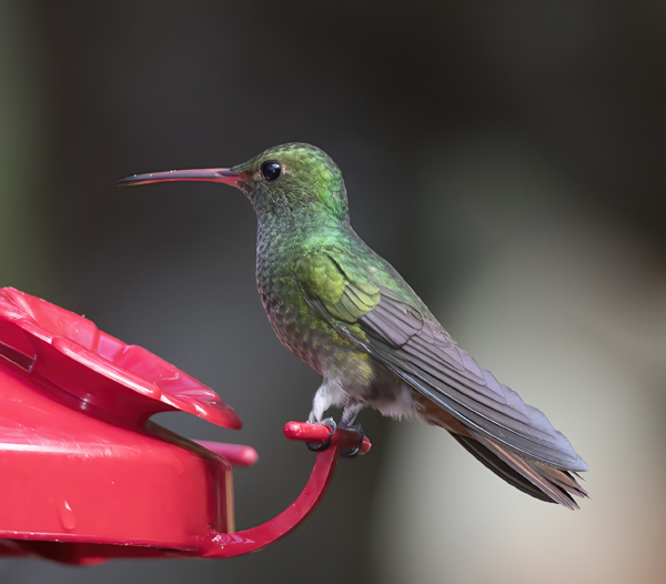 Rufous-tailed_Hummingbird_18_Costa_Rica_050