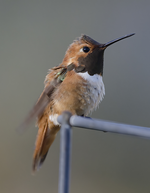 Rufous_Hummingbird_14_CA_029