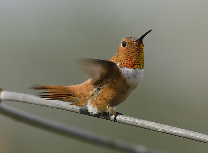 Rufous_Hummingbird_14_CA_059