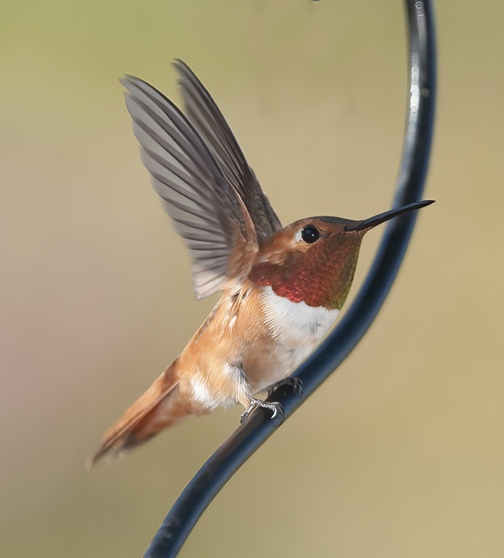 Rufous_Hummingbird_14_CA_087