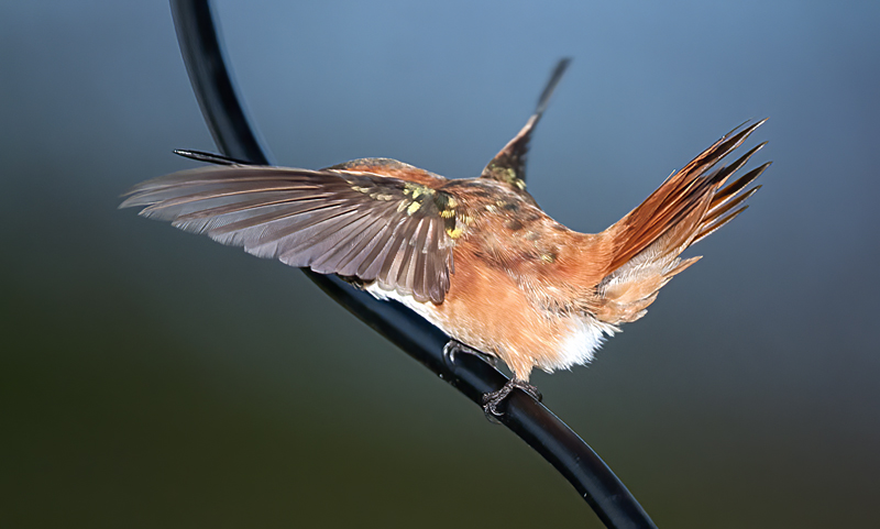 Rufous_Hummingbird_14_CA_091