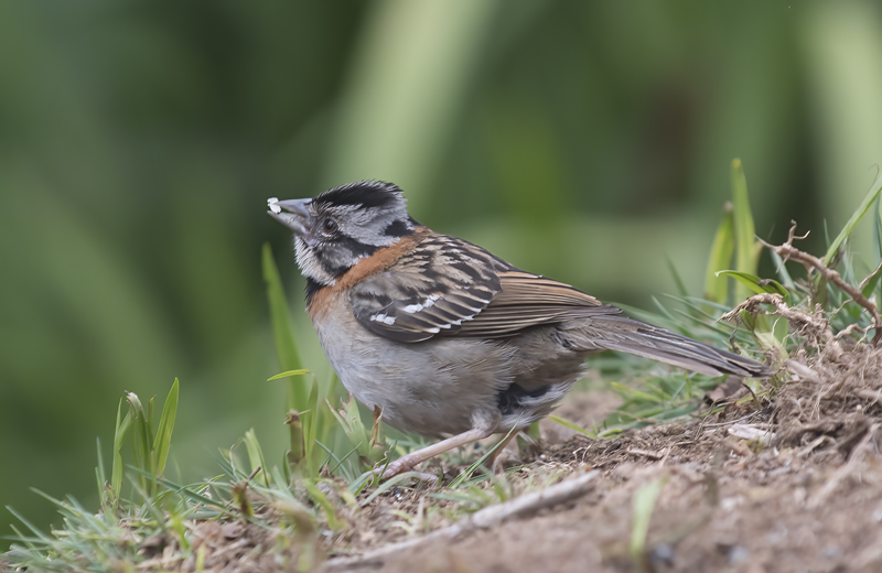 Rufous_collared_Sparrow_17_Costa_Rica_021