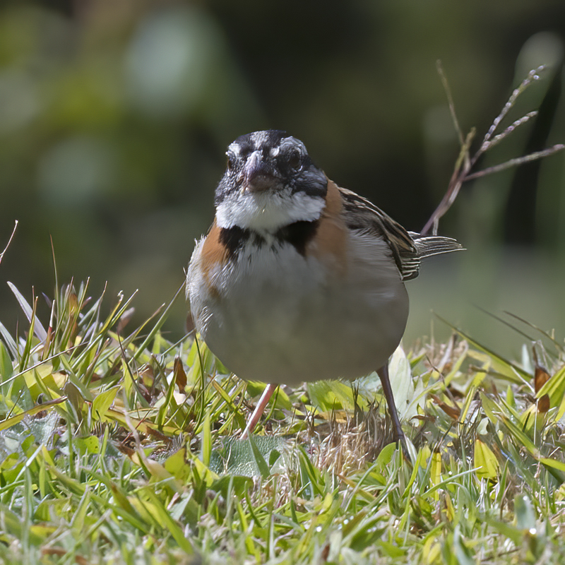 Rufous_collared_Sparrow_17_Costa_Rica_032