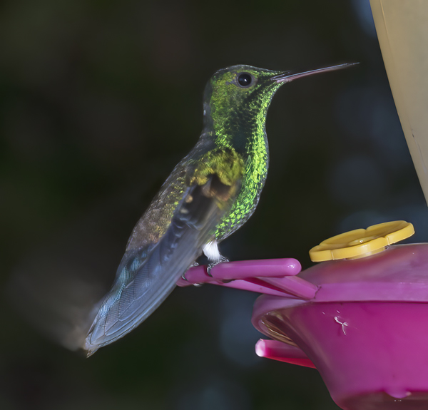 Rufous_tailed_Hummingbird_17_Costa_Rica_008