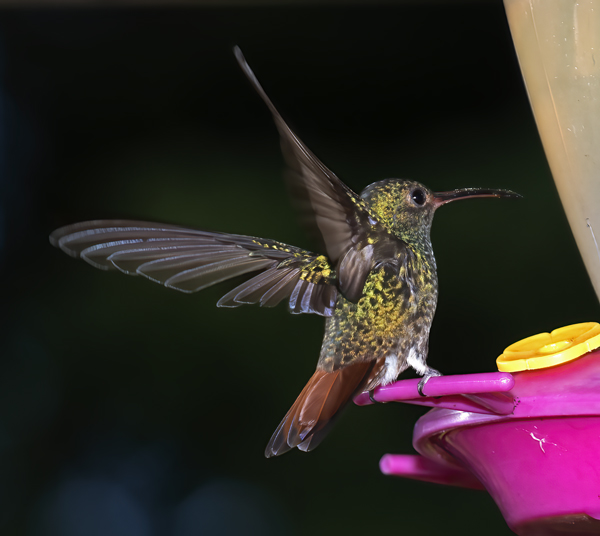 Rufous_tailed_Hummingbird_17_Costa_Rica_012