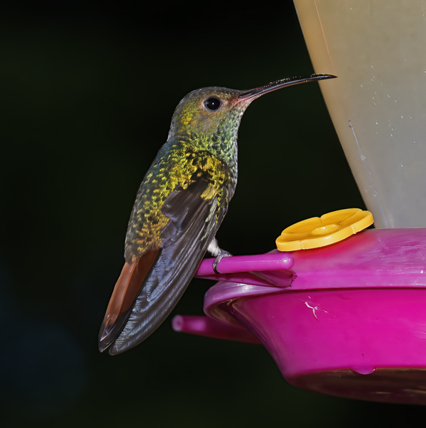Rufous_tailed_Hummingbird_17_Costa_Rica_014