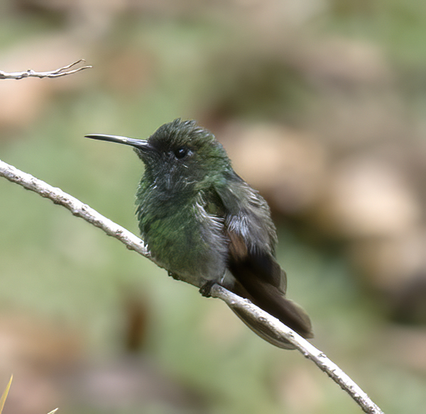 Rufous_tailed_Hummingbird_17_Costa_Rica_017
