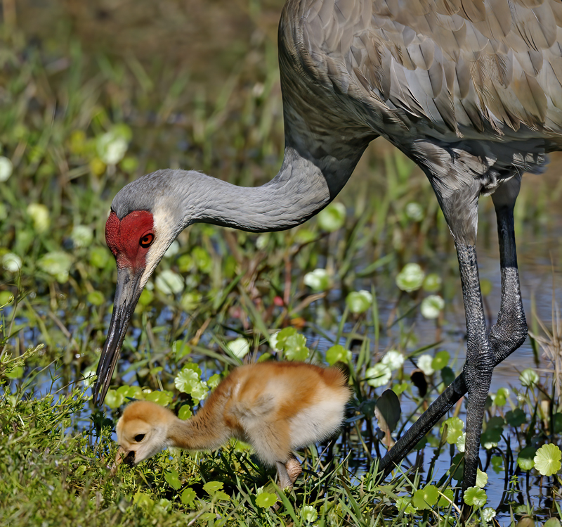 Sandhill_Crane_09_FL_041