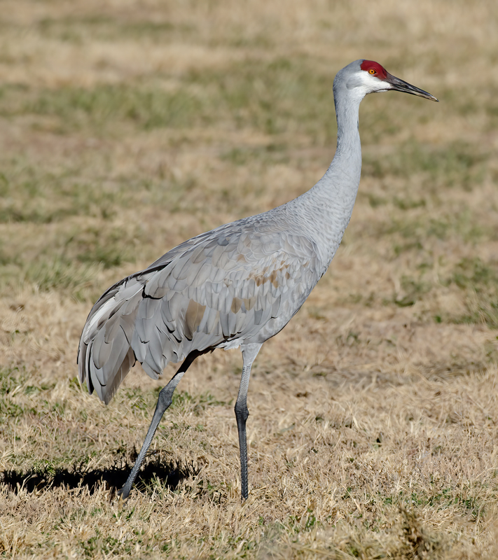 Sandhill_Crane_10_FL_020