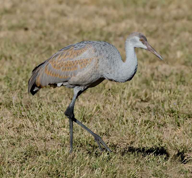 Sandhill_Crane_10_FL_022