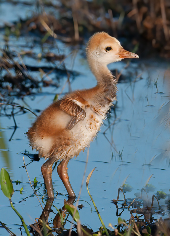 Sandhill_Crane_10_FL_028