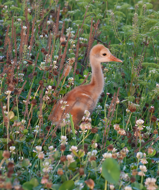 Sandhill_Crane_10_FL_035
