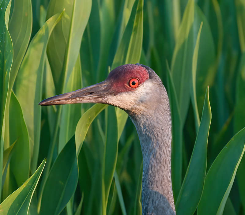 Sandhill_Crane_10_FL_037