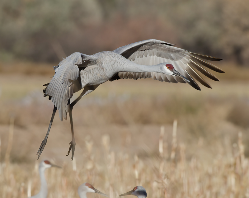 Sandhill_Crane_10_NM_062