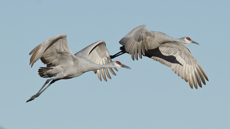 Sandhill_Crane_10_NM_090