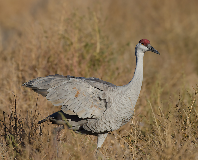 Sandhill_Crane_10_NM_125
