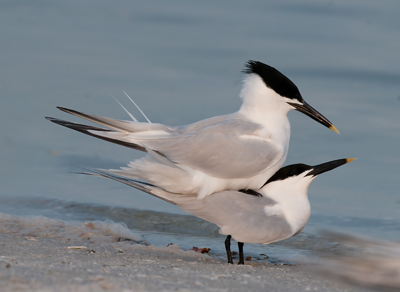 Sandwich_Tern_10_FL_008