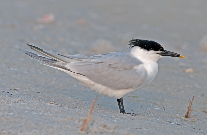 Sandwich_Tern_10_FL_017