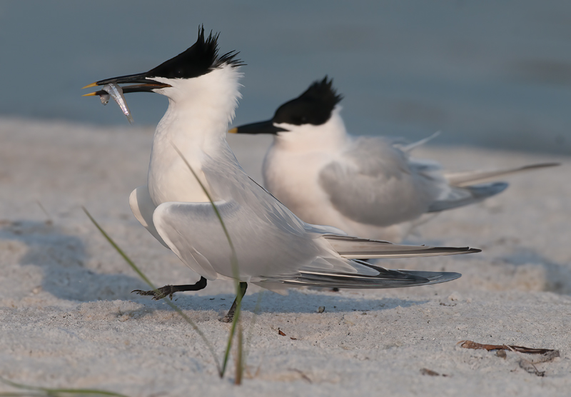 Sandwich_Tern_10_FL_023