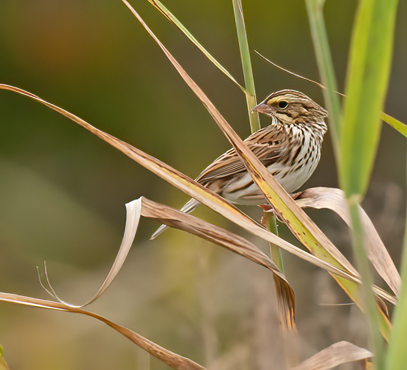 Savannah_Sparrow_12_NJ_002