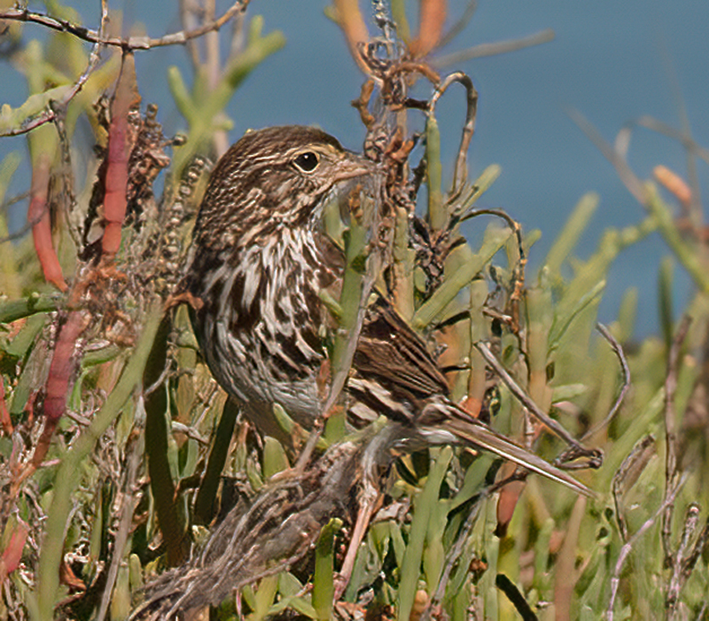 Savannah_Sparrow_14_CA_025