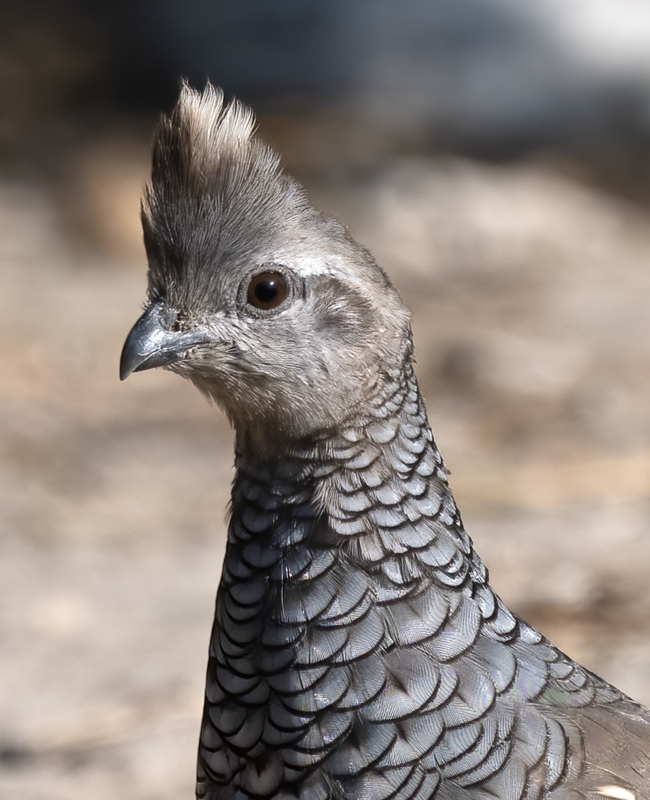 Scaled_Quail_24_TX_L_018