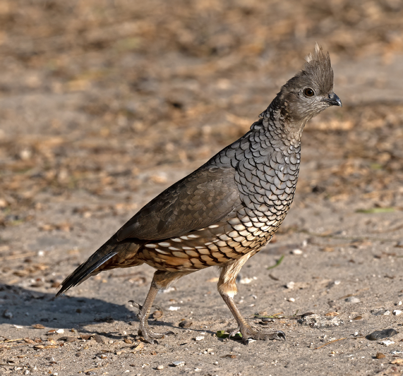 Scaled_Quail_24_TX_L_071