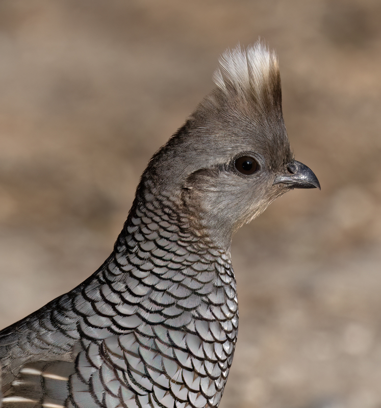 Scaled_Quail_24_TX_L_074