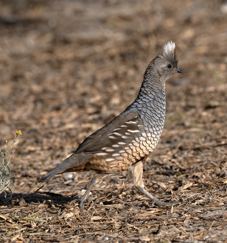 Scaled_Quail_24_TX_L_088