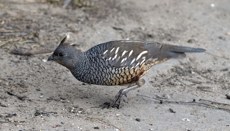 Scaled_Quail_24_TX_L_101