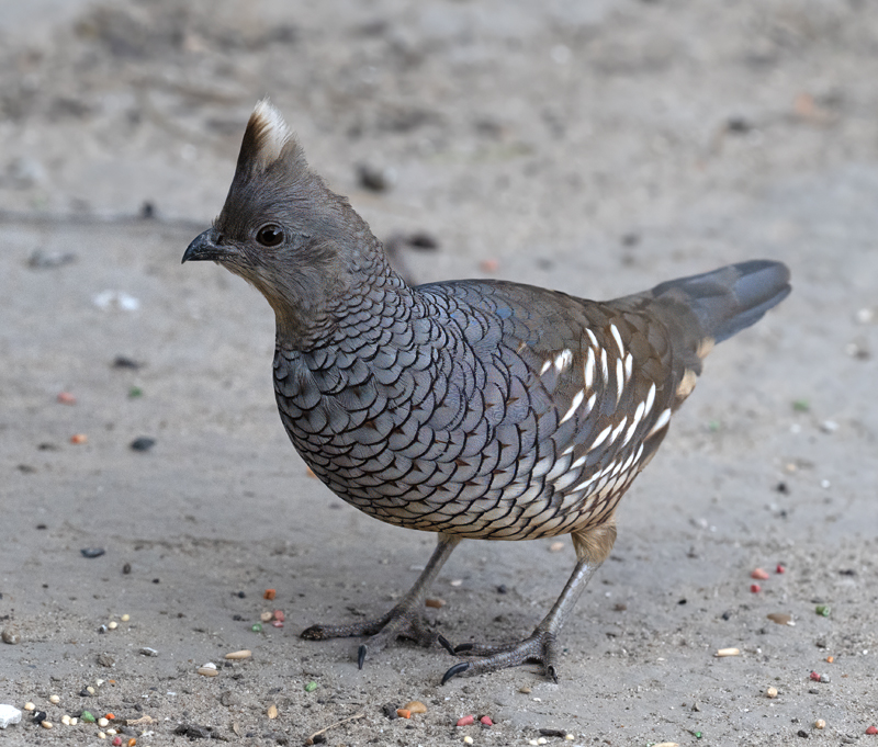 Scaled_Quail_24_TX_L_124