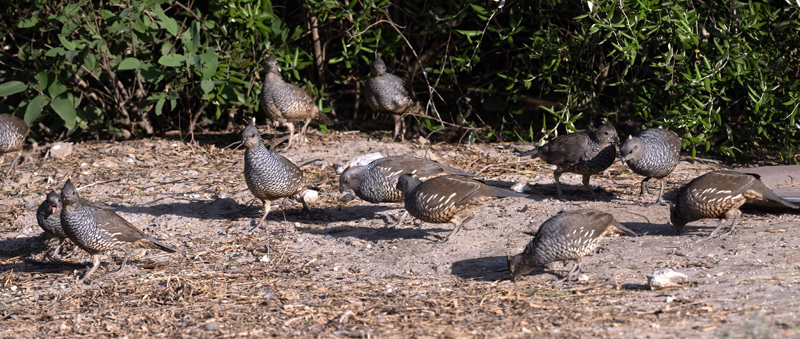 Scaled_Quail_24_TX_L_129