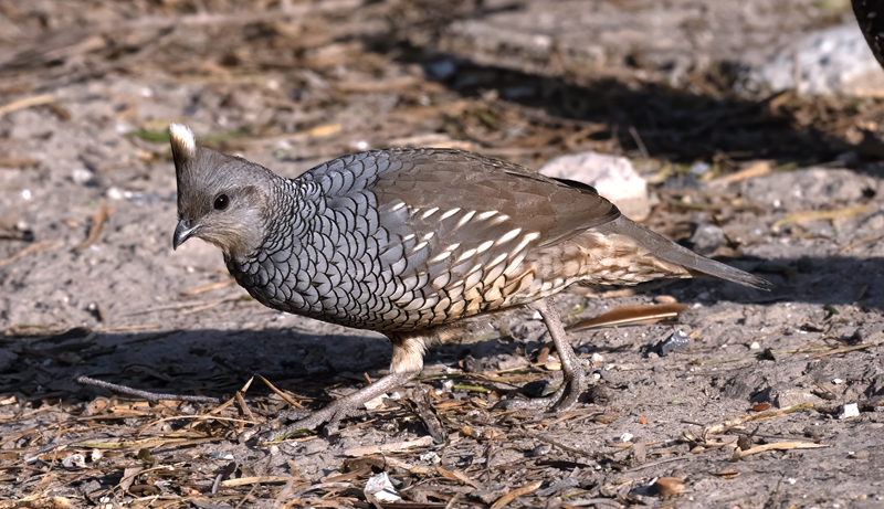 Scaled_Quail_24_TX_L_140