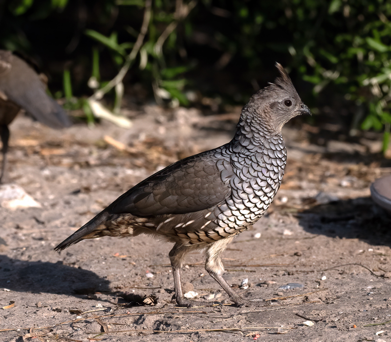 Scaled_Quail_24_TX_L_141