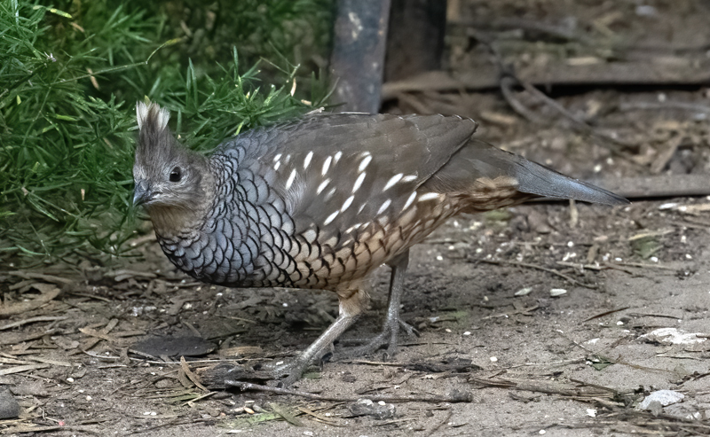 Scaled_Quail_24_TX_L_142