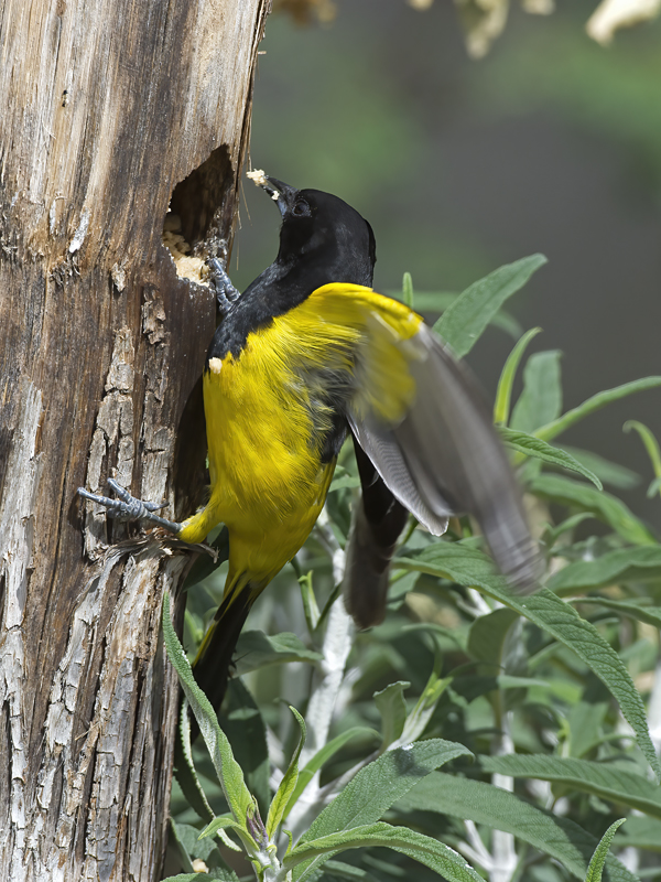 Scotts_Oriole_15_AZ_008