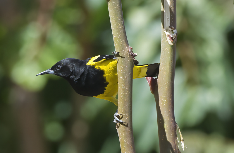 Scotts_Oriole_15_AZ_010