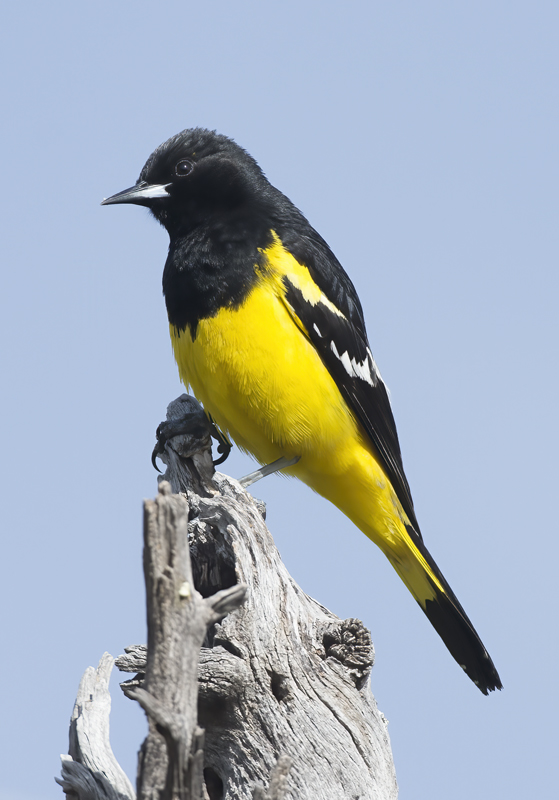 Scotts_Oriole_15_AZ_030