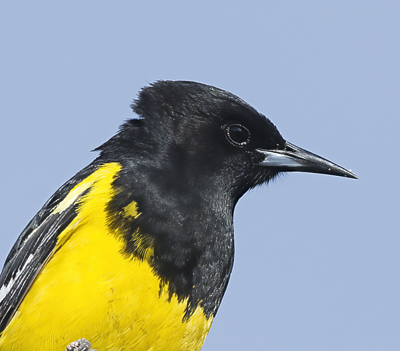 Scotts_Oriole_15_AZ_032