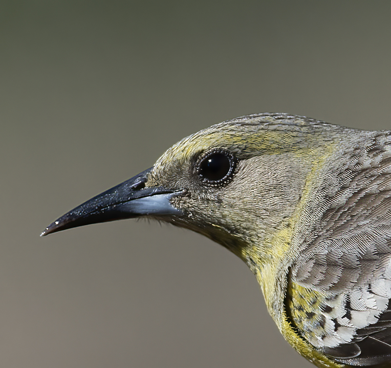 Scotts_Oriole_15_AZ_060