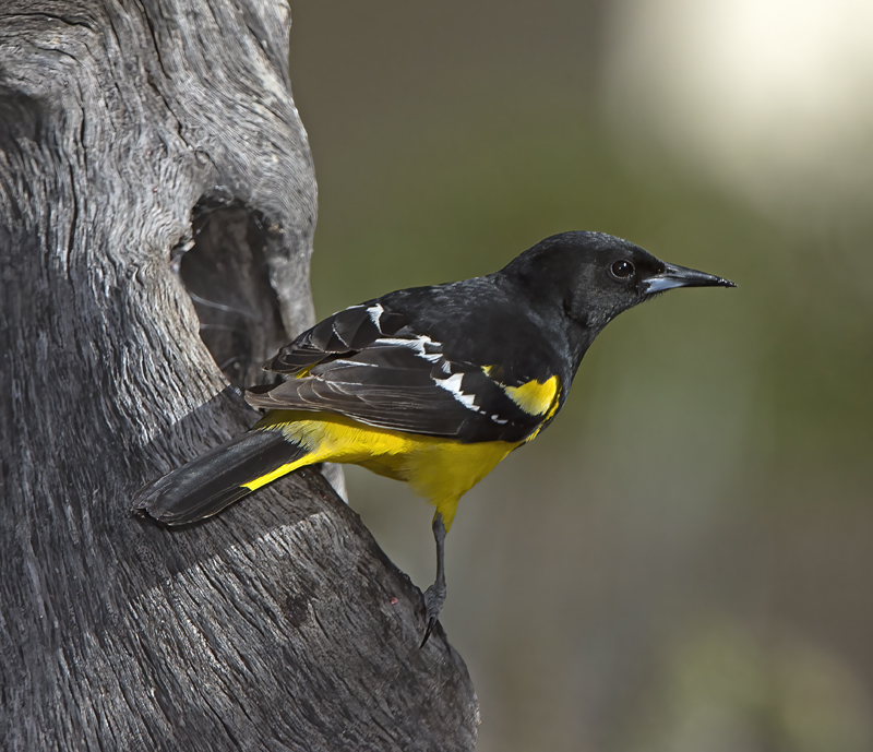 Scotts_Oriole_15_AZ_088