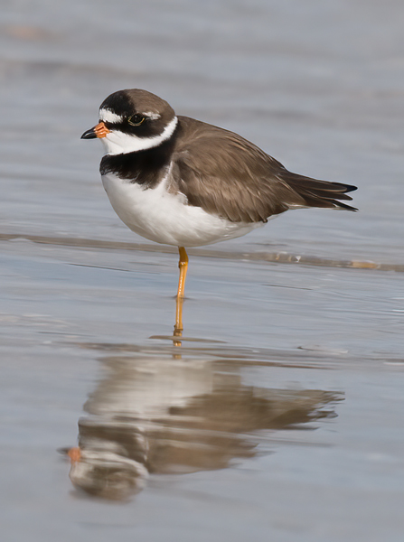 Semipalmated_Plover_09_FL_013