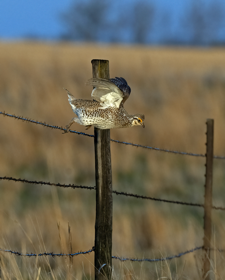 Sharp-tailed_Grouse_24_NE_C_538