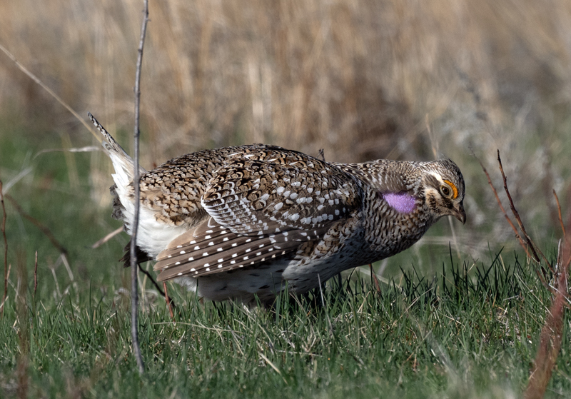 Sharp-tailed_Grouse_24_NE_L_018