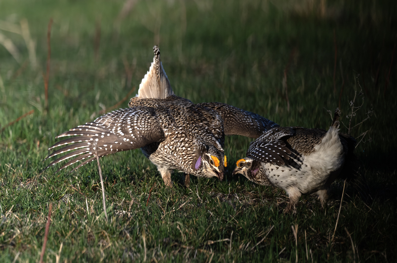 Sharp-tailed_Grouse_24_NE_L_216