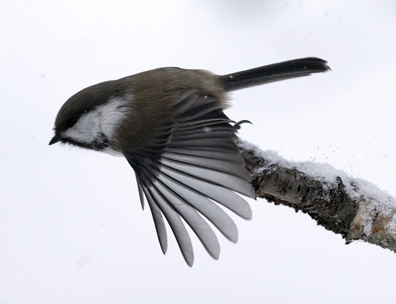Siberian_Tit_23_Norway_059