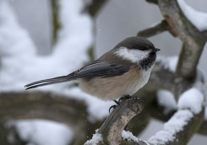 Siberian_Tit_23_Norway_140